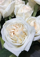 Роза японская Принцесса Миюки